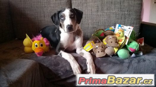 Louisianský Leopardí pes - catahoula s PP, Don Ray My Záhir – fotografie 3