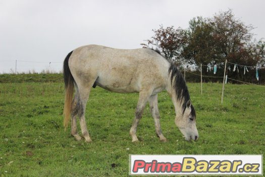 Arabský plnokrevník – fotografie 1