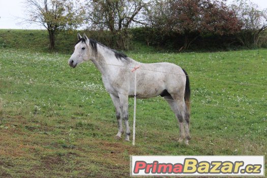 Arabský plnokrevník – fotografie 2