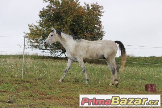 Arabský plnokrevník – fotografie 3