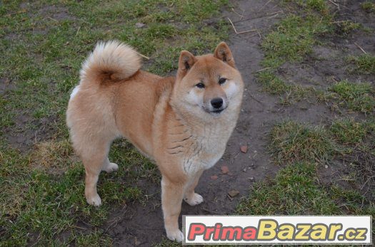 Shiba inu – fotografie 1