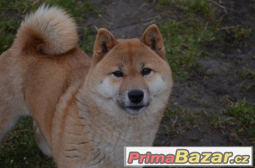 Shiba inu – fotografie 2