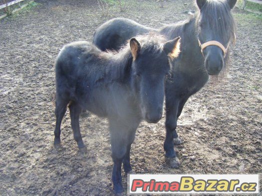Šetlendský poník - klisna + hříbě – fotografie 2