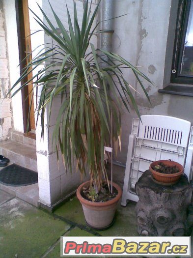 Venkovní YUCCA – fotografie 1