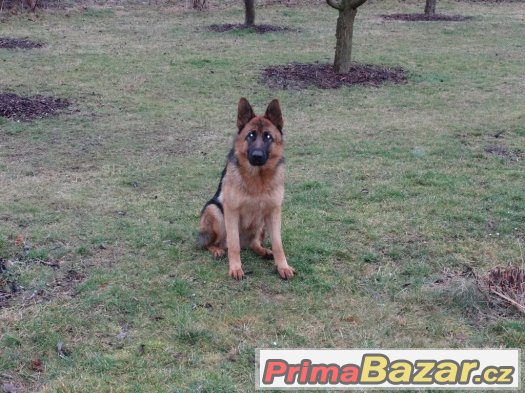 Německý ovčák, fenka 1 rok, s PP – fotografie 3