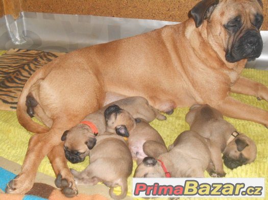 Bulmastif Bullmastiff Bullmastif – fotografie 1