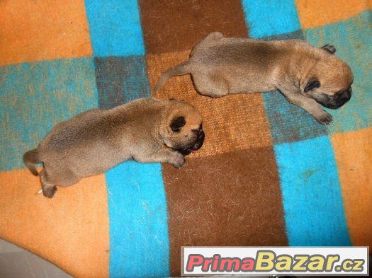 Bulmastif Bullmastiff Bullmastif – fotografie 3
