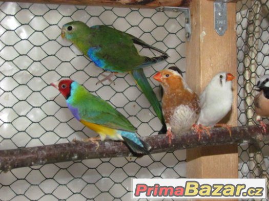 Neofema tyrkysová – fotografie 2