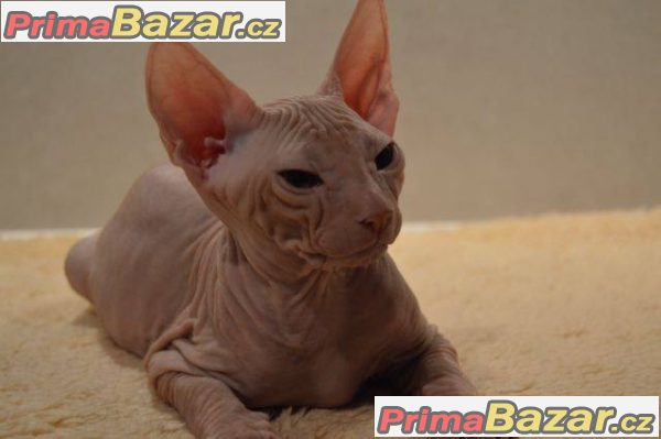 Don Sphynx s PP – fotografie 2