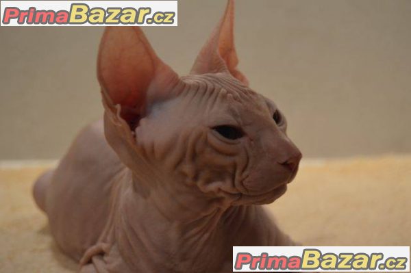 Don Sphynx s PP – fotografie 3