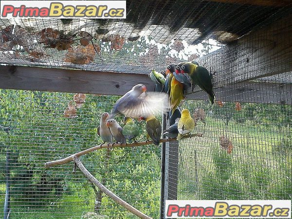 Prodám agapornis škraboškový – fotografie 1