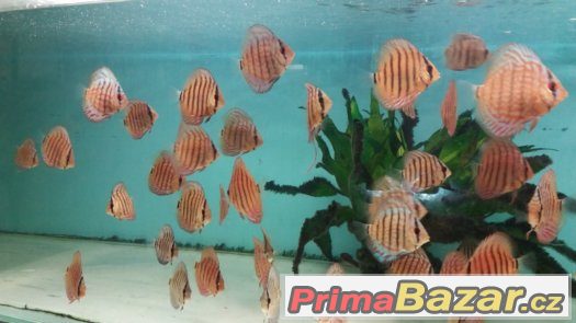 Discus - red tyrkys-mladí terčovci-levně – fotografie 1