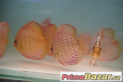 Discus - red tyrkys-mladí terčovci-levně – fotografie 3