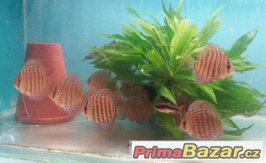Discus - red tyrkys-mladí terčovci-levně – fotografie 4