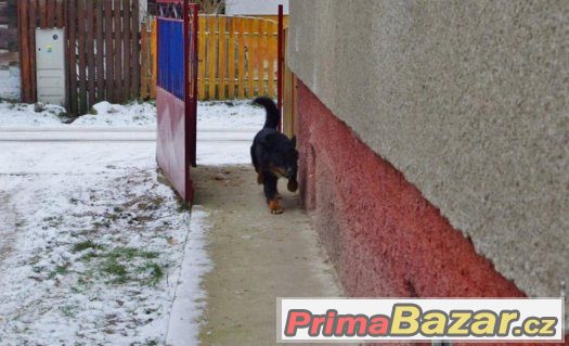 STELA HLEDÁ MILUJÍCÍ DOMOV – fotografie 5