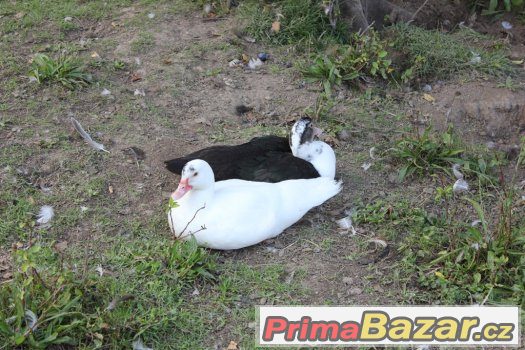 KACHNA PIŽMOVÁ – fotografie 1