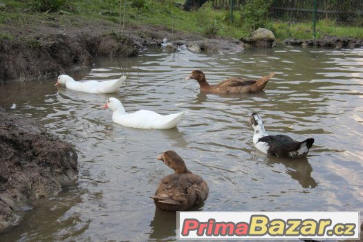 KACHNA PIŽMOVÁ – fotografie 2