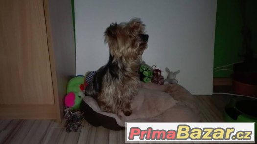 Aurora – fotografie 5