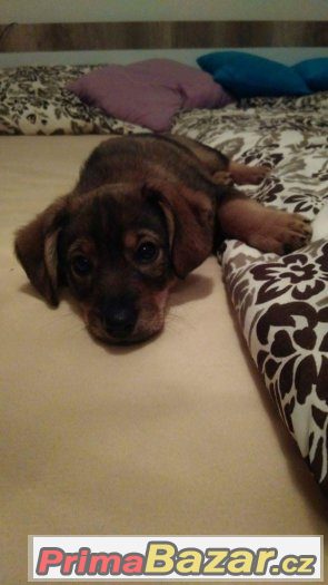 Teddy – fotografie 3