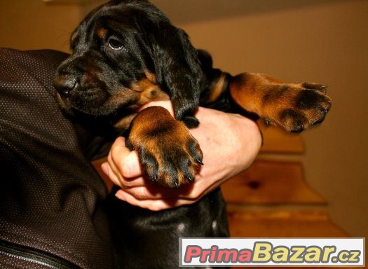 Black and Tan Coonhound štěňata s PP – fotografie 2