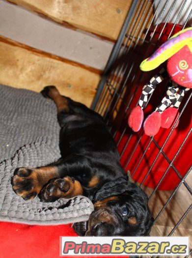 Black and Tan Coonhound štěňata s PP – fotografie 3