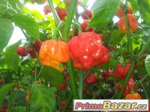 Trinidad Scorpion Moruga - mleté chilli a sušené celé plody – fotografie 4