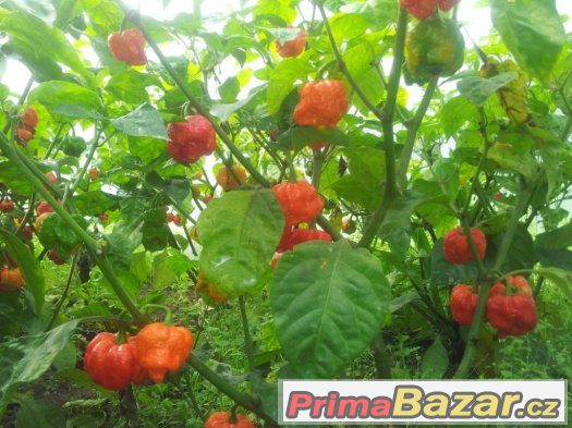 Trinidad Scorpion Moruga - mleté chilli a sušené celé plody – fotografie 5