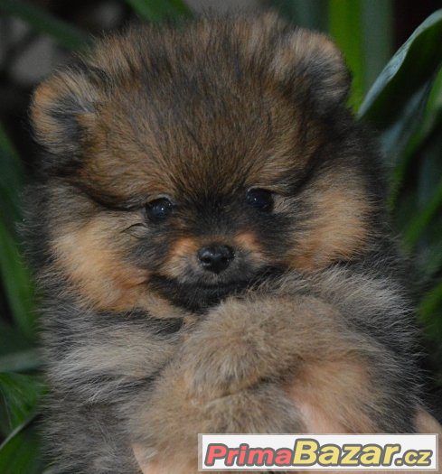 Trp.špic/pomeranian – fotografie 1