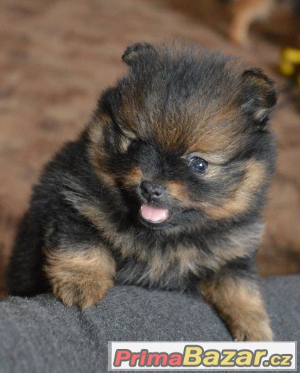 Trp.špic/pomeranian – fotografie 2