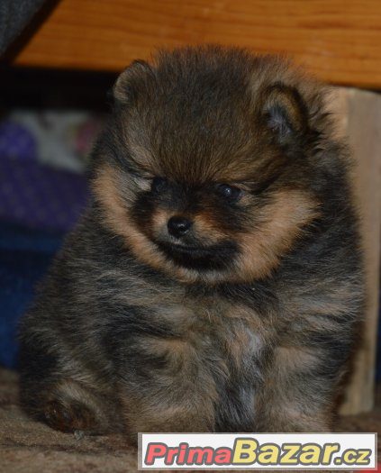 Trp.špic/pomeranian – fotografie 3