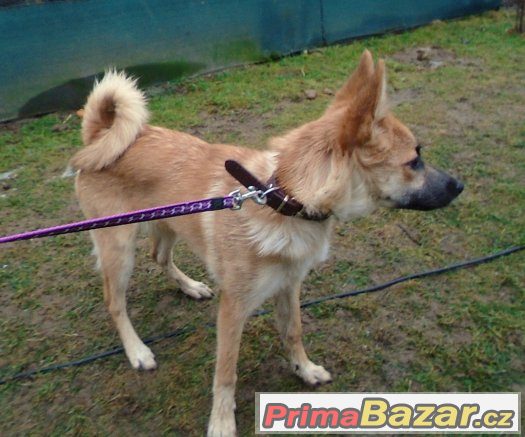 Goldie hledá nové páníčky :) – fotografie 3