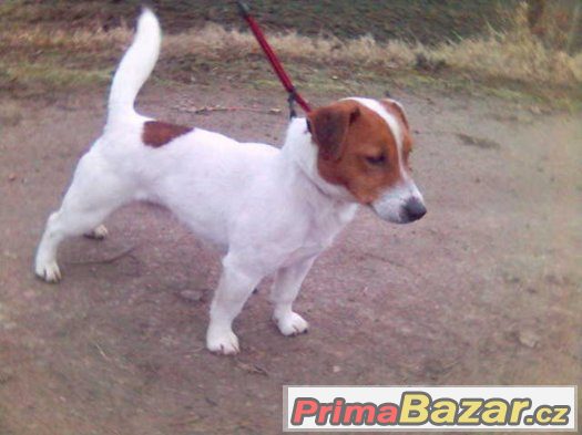 jack russel terier s pp – fotografie 1