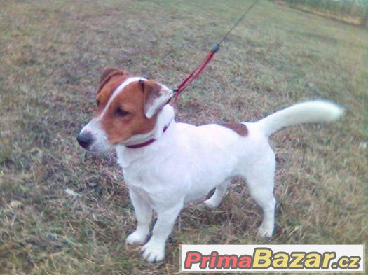 jack russel terier s pp – fotografie 3