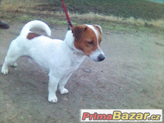 jack russel terier s pp – fotografie 4