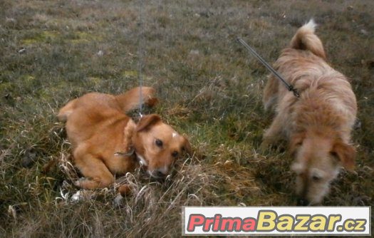 nalezeny dvě fenky – fotografie 1