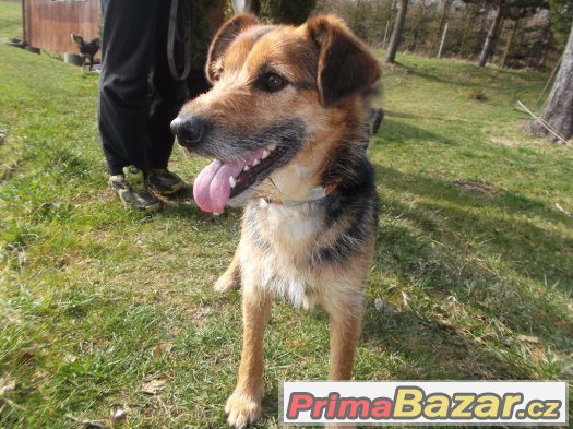 Rita čeká na svoje páníčky, dáte ji domov? :) – fotografie 5