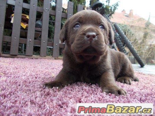 Labradorský retriever - štěňátka - CHS Z Vinice – fotografie 2