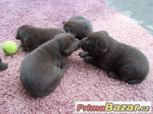 Labradorský retriever - štěňátka - CHS Z Vinice – fotografie 3