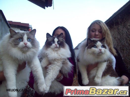 Ragdoll s PP – fotografie 3