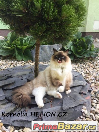 Ragdoll s PP – fotografie 4