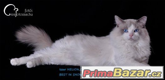 Ragdoll s PP – fotografie 5