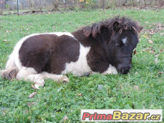 Minipony – fotografie 1