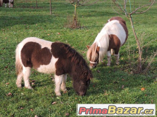 Minipony – fotografie 4