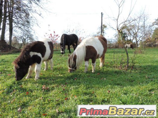 Minipony – fotografie 5