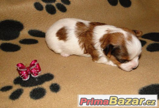 Spalt Biewer jorkšír terrier s PP – fotografie 2