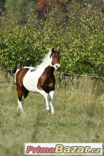 Levné připouštění hřebcem PAINT HORSE - akce prodloužena – fotografie 2