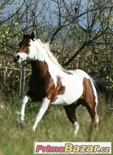 Levné připouštění hřebcem PAINT HORSE - akce prodloužena – fotografie 4
