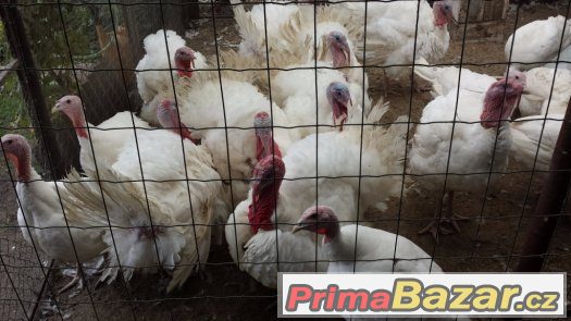 Příjem objednávek na jednodenní krůťata Big 6 – fotografie 3