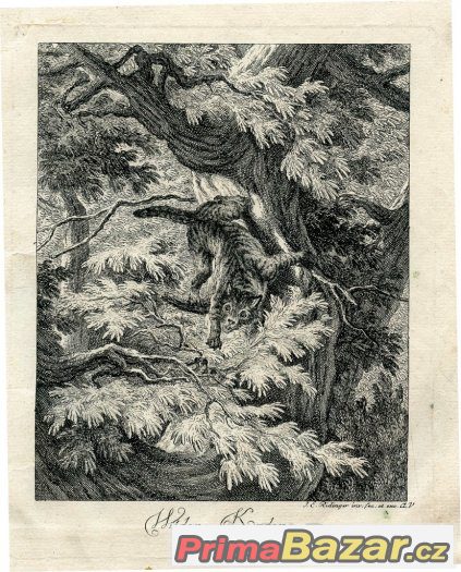 Divoká kočka, barokní rytina r. 1740, Ridinger – fotografie 1