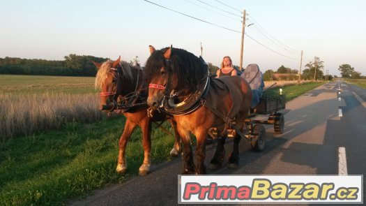 Připouštění hřebcem ČMB – fotografie 2